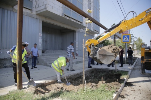 Тротуары Дербента облагораживают газонами и зелеными насаждениями